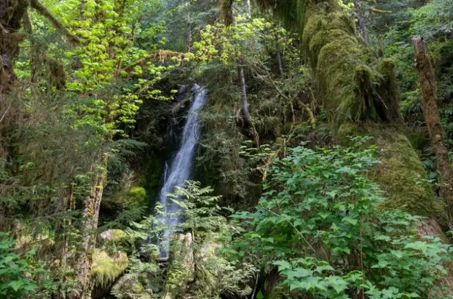 Quinault-Regenwald: 53 km tief in den Olympic Nationalpark