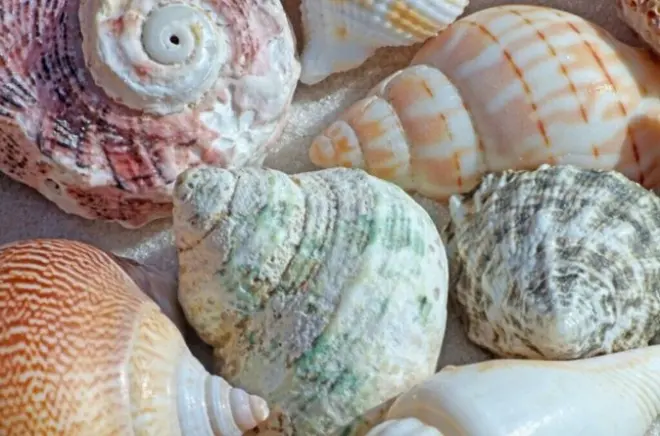 South Mauritius tour: Gris Gris cliffs, seashells, kite lagoon