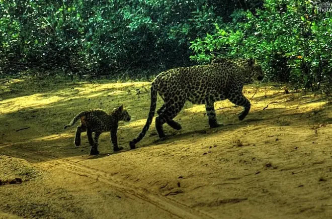 Safari em Wilpattu saindo de Negombo: Aviste elefantes e leopardos
