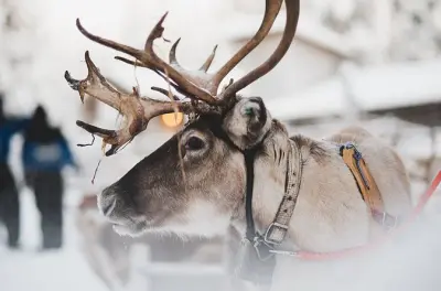 Schneemobil-Safari in Levi: Rentierfütterung & Schlittenfahrt