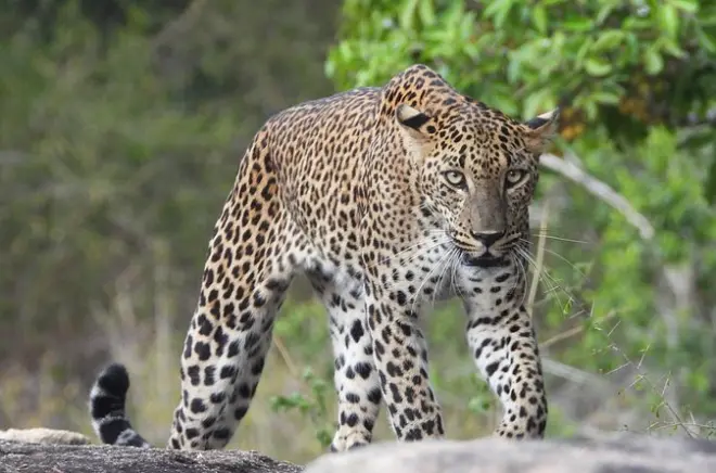 Yala National Park Full-Day Safari: Leopards & Elephants