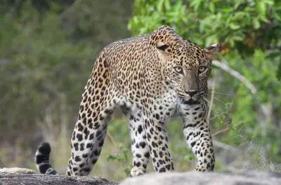 Yala National Park Full-Day Safari: Leopards & Elephants