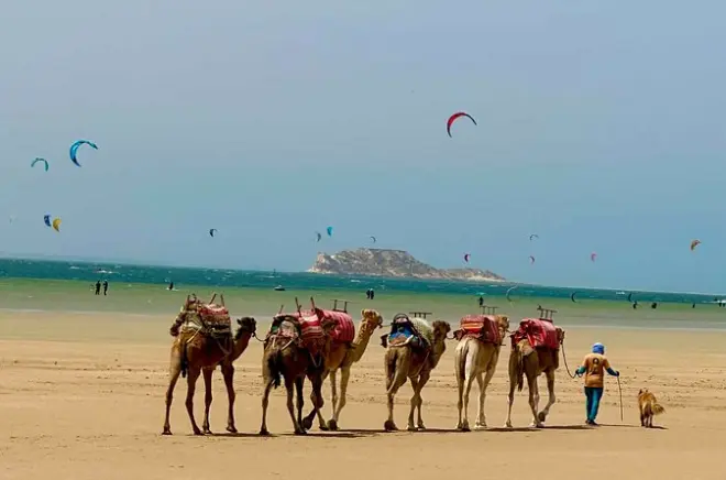 Camel Ride Dakhla: Nomadic Tea & Atlantic Views