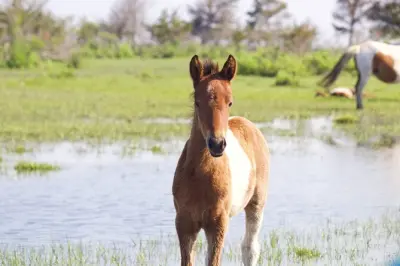 Private Boat Tours of Chincoteague & Assateague: Wild Ponies