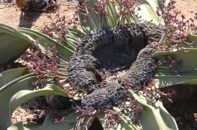 Welwitschia et Moonlandscape depuis Swakopmund