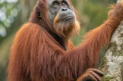 Bukit Lawang: Trekking 3 días con camping y tubing en río