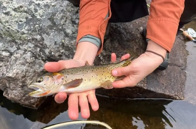 Pêche à la mouche guidée dans le parc national des Rocky Mountains, 6h