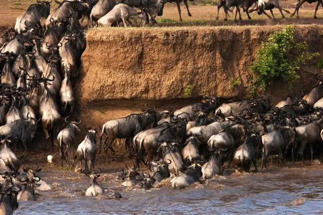 3-tägige Masai Mara Safari im 4x4: Big-Five-Tierbeobachtung