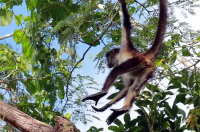 Tirolesa e canoagem em Tulum com macacos-aranha em Punta Laguna