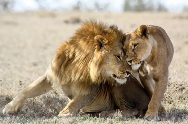 Safari 3 jours Masai Mara : Big Five et migration des gnous