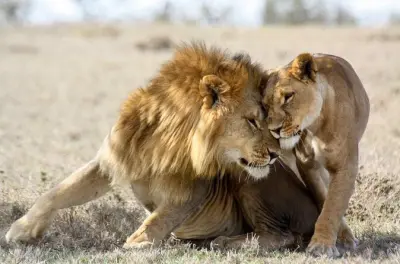 3-tägige Masai Mara Safari: Big Five und Gnu-Wanderung
