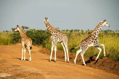 Affordable 2-day safari to murchison falls national park. see elephants, lions, hippos, and cruise the nile. includes game drives, boat trip, meals.