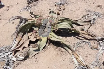 Welwitschia et paysage lunaire depuis Swakopmund : 4 arrêts