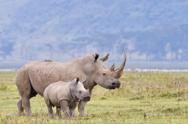Safari de 4 dias na Masai Mara e Lago Nakuru saindo de Nairobi