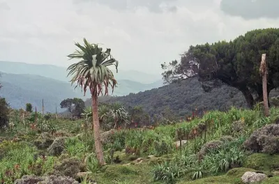 3 Tage Trekking in den Bale-Bergen ab Addis Abeba mit Wolfssichtung