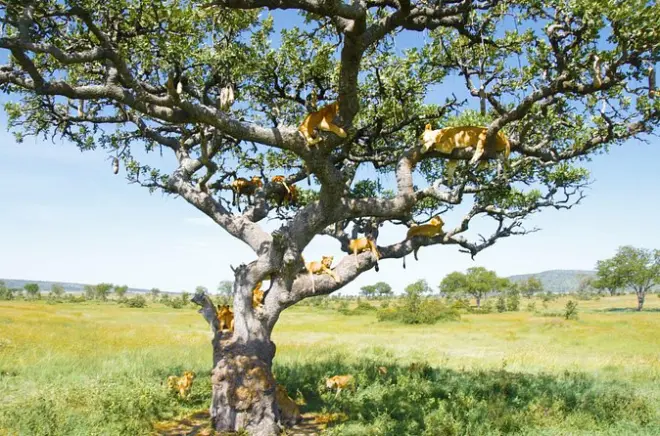 Safari privato in campeggio di 6 giorni: Serengeti, Ngorongoro e Tarangire