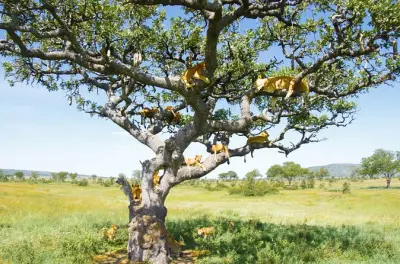 Safari privado de 6 dias com acampamento em Serengeti e Tarangire