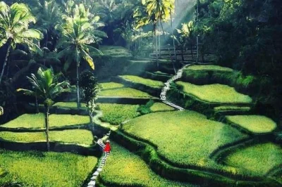 Découvrez bali avec un guide local privé. explorez tirta empul, la cascade de tegenungan, les rizières de tegalalang et faites du snorkeling à padangbai. journée 100% personnalisable.