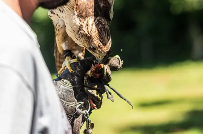 Tour de cetrería en Foz do Iguaçu: Aves de presa e historia