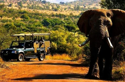 Entdecke pilanesberg auf einer 2-tägigen safari ab johannesburg. erlebe die big five, offene safaritouren, lokale küche und Übernachtung inklusive abholung.