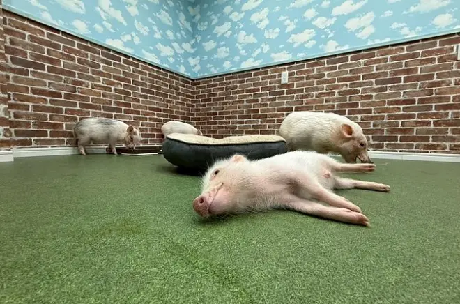 Interaction avec des micro cochons à Osaka : Caresser et nourrir