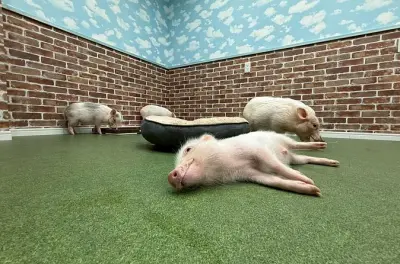 Micro Pig Erlebnis in Osaka: Mikro-Schweine streicheln und füttern