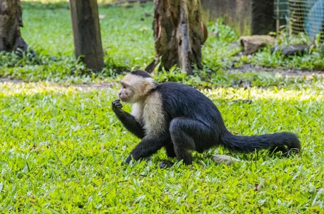 Gumbalimba Park Roatan: Wanderwege, Hängebrücken, Tiere
