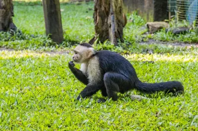 Gumbalimba Park Roatan: Wanderwege, Hängebrücken, Tiere