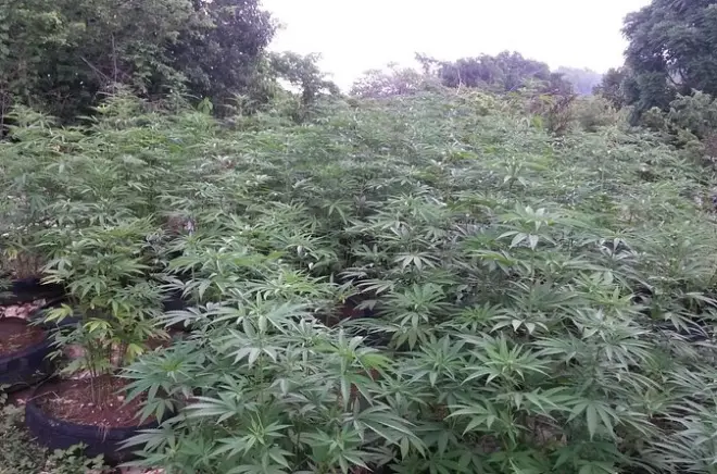Negril Rastafari Kräuter Tour: Bergwanderung mit lokalem Guide