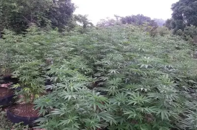 Negril Rastafari Kräuter Tour: Bergwanderung mit lokalem Guide