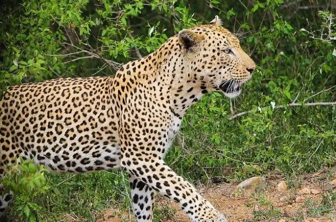 Safari en Pilanesberg para avistar los cinco grandes animales