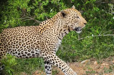 Safari en Pilanesberg para avistar los cinco grandes animales
