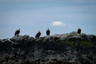 Feel the wild side of ketchikan on a boat tour past guard island lighthouse, native totems, and eagle habitats. includes local snacks, drinks, and binoculars.