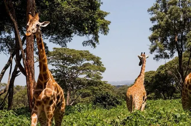Giraffenzentrum, Karen Blixen & Carnivore-Mittagessen in Nairobi