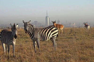 Safari di mezza giornata a nairobi national park, a soli 15 minuti dal centro città. incontra leoni, rinoceronti e altro. include pick-up in hotel e guida esperta.