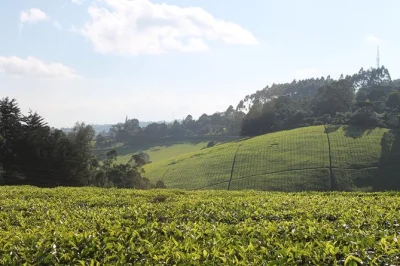 Limuru, kiambethu tea farm: escursione privata da nairobi con visita guidata alla piantagione di tè, passeggiata nel bosco, pranzo locale e trasferimento incluso.