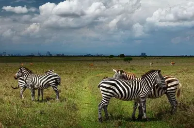 Parque Nacional Nairobi y centro de jirafas tour de día