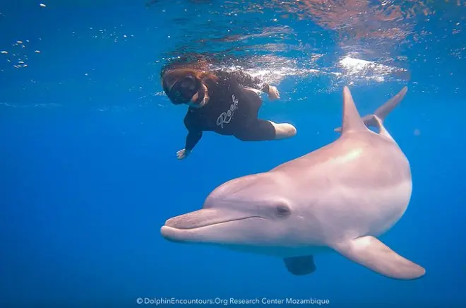 Swim with Wild Dolphins in Ponta do Ouro: Respectful Encounters