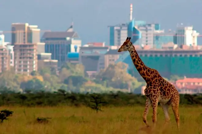 Safári matinal no parque nacional de Nairobi: Rinocerontes e leões