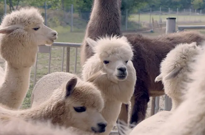 Caminhada com alpacas e lhamas em Mödling, perto de Viena, guiada