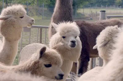 Alpaca and Llama Hike Mödling near Vienna: Private Guided Tour