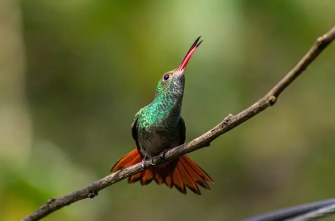 Birdwatching nella foresta di Mindo: Colibrì e gallito delle rocce