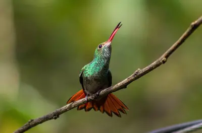 Mindo Cloud Forest birding tour: Hummingbirds and Andean Cock
