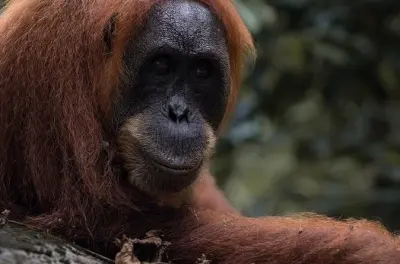 2-Day Orangutan Trek Bukit Lawang: Wild Sumatran Jungle