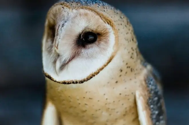 Falconry Class in Ellicottville, NY: Handle Live Birds of Prey