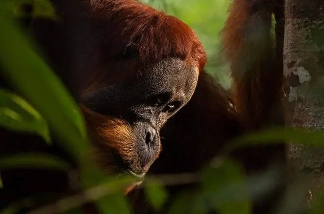 3-Day Orangutan Trek from Medan: Deep Jungle Camping