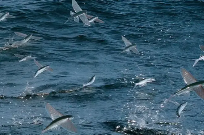 Nachttour Catalina Island mit fliegenden Fischen im Glasbodenboot