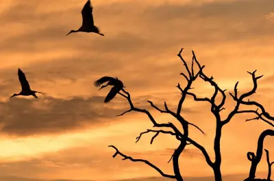 Ganztägige Safari im Zambezi Nationalpark mit Mittagessen