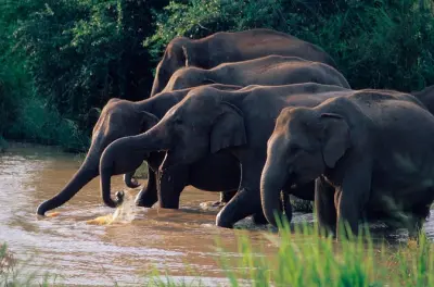 Parc national de Wasgamuwa : Safari éléphants au départ de Kandy