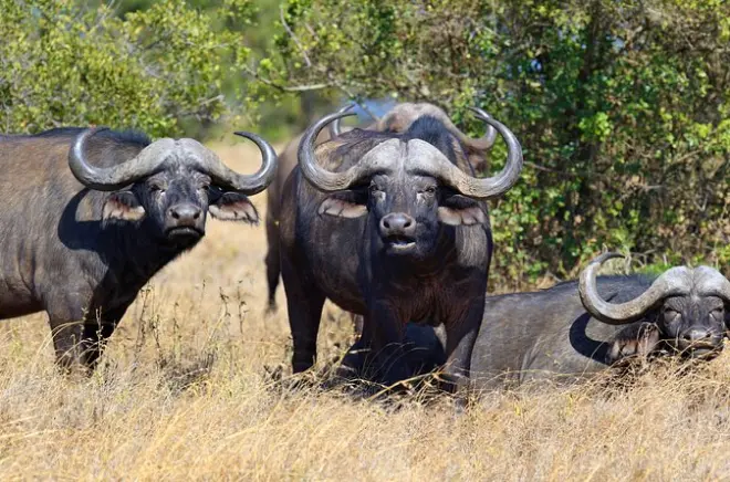 Mikumi Tages-Safari ab Sansibar mit Rückflug